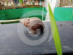 snail cops photo