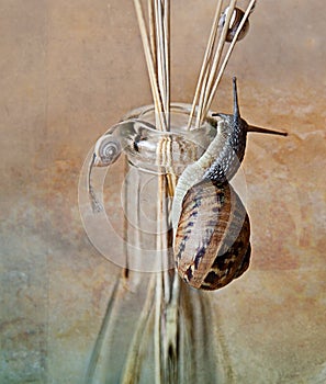 Snail - Cornu aspersum