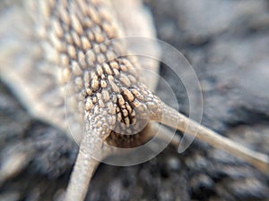 Snail macro - Cornu aspersum syn. Cryptomphalus aspersus  - garden snail