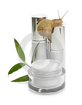 Snail, cosmetic products and green leaves isolated in white