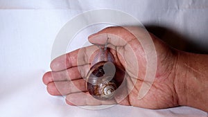 Snail Cosmetological procedure. a snail on the hand in a beauty salon, wound healing close up of snail shell - closeup  treatment