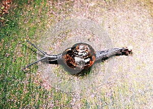 A snail crawing on the ground