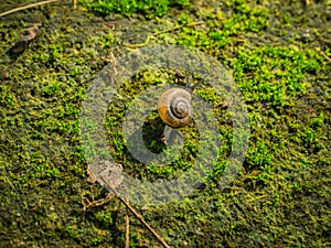 Snail crawl on moss covered floor