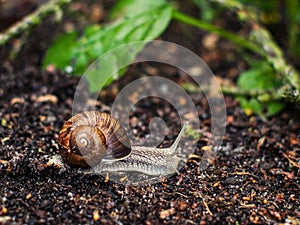 Snail crawling