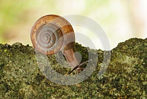 Snail crawling