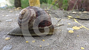 Snail crawling