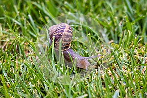 Snail crawling across the grass in the early morning.