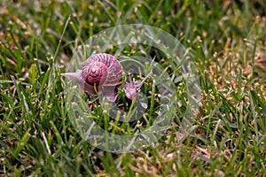 Snail crawling across the grass in the early morning. Dew on the lawn.