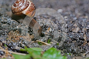 A snail crawling along a tiny asphalt road in the rain, visible en face .