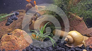 Snail crawling in aquarium with guppies