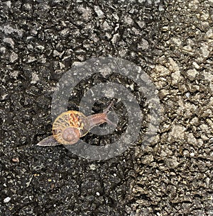 Snail crawling on asphalt towards sunny area