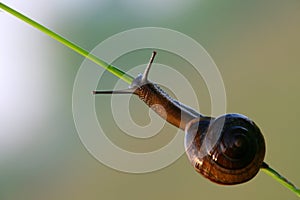 Snail crawling on a blade of grass.