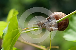 Snail crawling on a branch of grapes to a green leaf