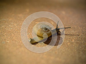 Snail crawling on brick after rain.