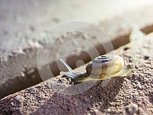 Snail crawling on brick after rain.