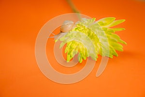 snail crawling on chrysanthemum