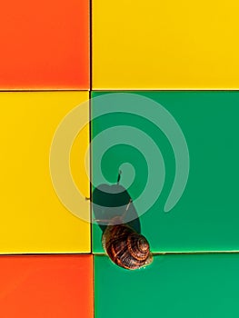 Snail crawling on colorful mosaic tile outdoor. Helix pomatia Roman edible Burgundy mollusk Escargot creep house facade