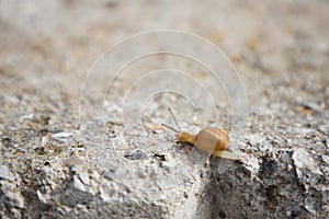 Snail crawling on the concrete edge, slow speed