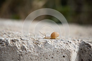 Snail crawling on the concrete edge, slow speed