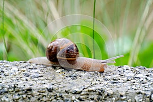 Snail crawling on a concrete wall