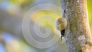 Snail crawling down a tree