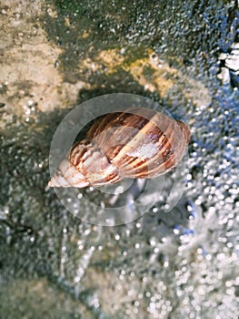 A snail crawling on the floor