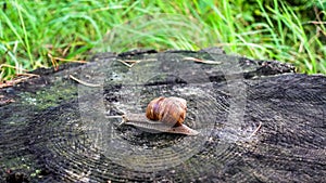 Snail crawling in forest
