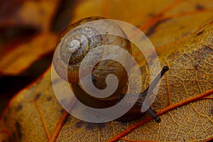 Snail crawling on the forest floor