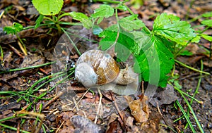 The snail is crawling through the forest, Roman snail, Helix pomatia