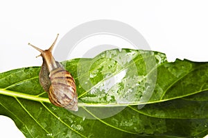 Snail crawling on fresh leaf