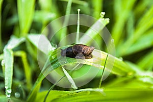 Snail