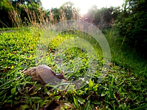 Snail Crawling on The Grass behind The Sun Light