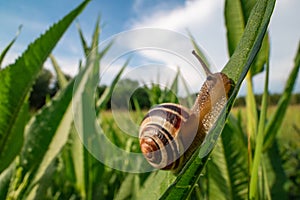 Snail crawling on the green grass