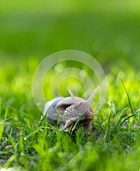 Snail crawling on green grass in the garden