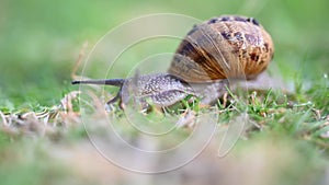 Snail crawling on green grass slowly
