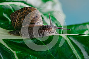 Snail crawling on a green leaf of chard, close-up