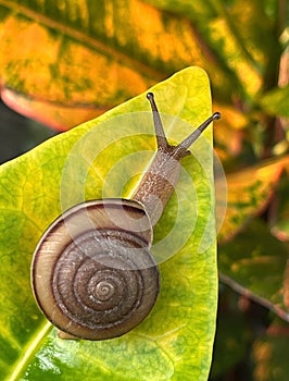 Snail crawling on a green leaf in the garden, close-up with blur backgrounds
