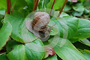 Snail crawling on green leaves.