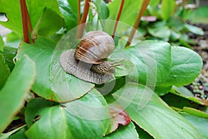Snail crawling on green leaves.