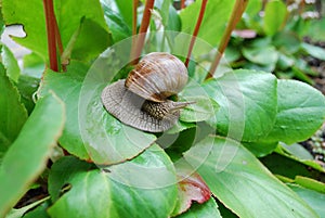 Snail crawling on green leaves.