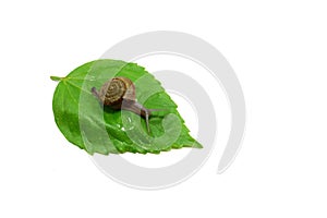 Snail crawling on a green leaves isolated on white background.