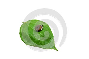 Snail crawling on a green leaves isolated on white background.