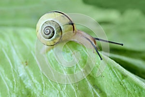 Snail crawling on green salad - Macro