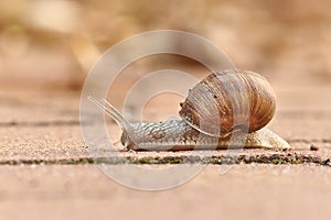 Snail crawling on the ground