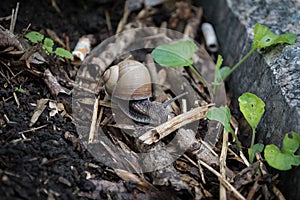 Snail crawling on the ground