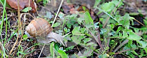 Snail crawling on ground