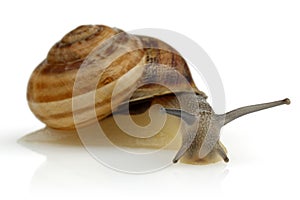 Snail crawling isolated on white