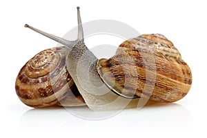 Snail crawling isolated on white