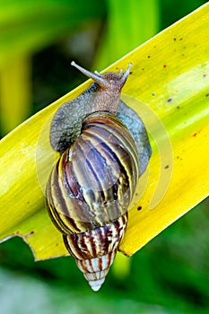 Snail crawling on large yellow leaf