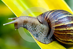 Snail crawling on large yellow leaf